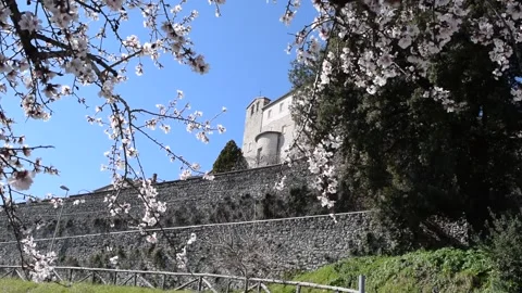 European Medieval monastery seen between branches of blooming almond tree Stock Footage 149032305