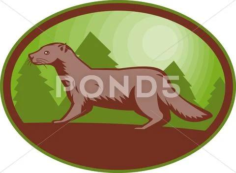 European mink side view Stock Illustration
