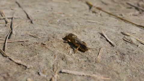 European Mole Cricket Crawling on Sandy Soil in Natural Daylight Stock Footage 345162500