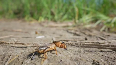 European Mole Cricket Crawling on Sandy Soil Near Wild Grass Habitat Vidéo 345163114