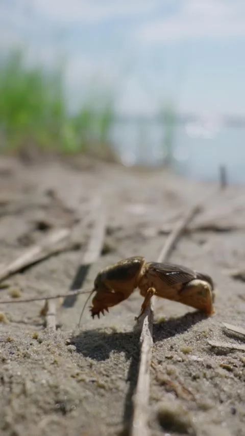 European Mole Cricket Crawling on Sandy Ground in Macro Focus Stock Footage 345166507