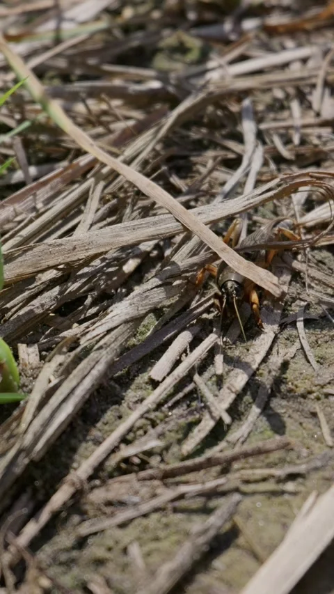 European Mole Cricket Crawling Through Dry Grass on Farmland Soil Stock Footage 345166050