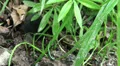 European Mole digging in grass HD Footage