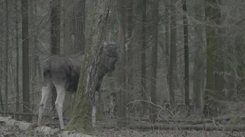 European moose (Alces alces) Stock Footage 163607028