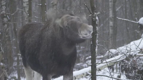 European moose (Alces alces) Stock Footage 163610153