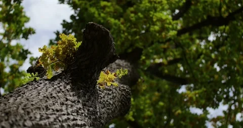 European oak leafs flutter in the wind in autumn Stock Footage 93001523