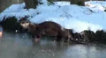 European Otter on Ice HD Footage