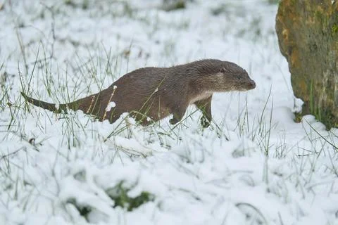 European otter Lutra lutra jumping in the snow winter captive Germany Europe Stock Photos