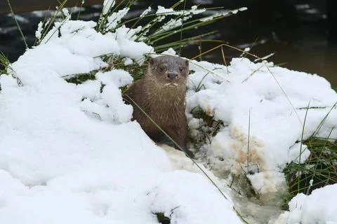 European otter Lutra lutra in the snow winter captive Germany Europe Stock Photos