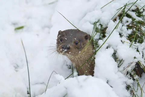 European otter Lutra lutra in the snow winter captive Germany Europe Stock Photos