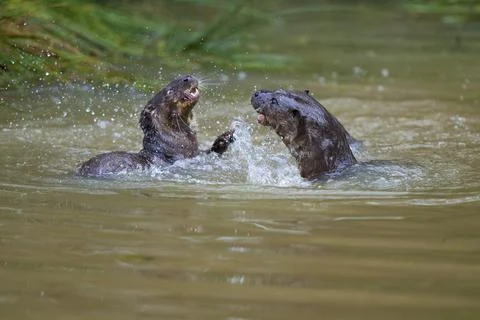European otter Lutra lutra two animals fighting in the water captive Germany Stock Photos