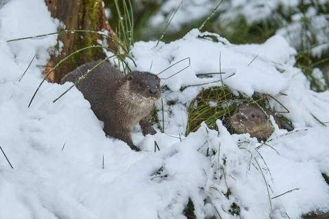 European otter Lutra lutra two animals in the snow winter captive Germany Europe Stock Photos
