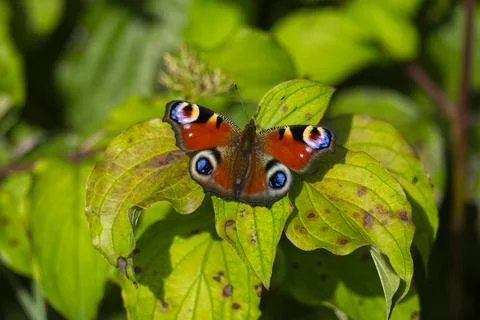 European peacock butterfly (Aglais io) sitting on green leaf in Zurich Stock Photos
