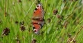 European peacock butterfly close up sitting in windy 4k or 4k+ Resolution