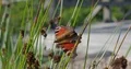 European peacock butterfly close up sitting in windy 4k or 4k+ Resolution