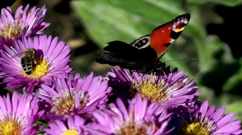 European Peacock Stock Footage 4158599