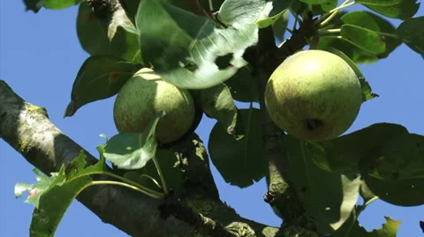 European pear tree with fruit - close up branch old-growth tree Stock Footage 27976828
