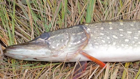 European pike on the autumn grass Stock Footage