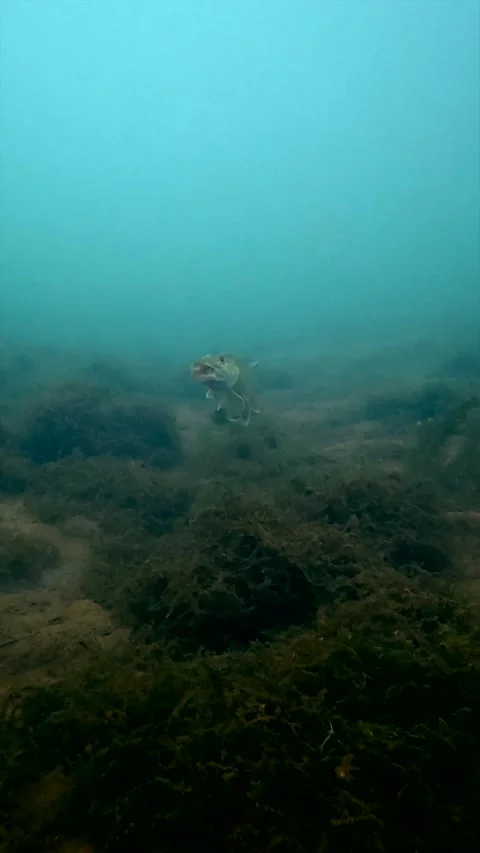 European pike looking at camera and yawning over sandy bottom.vertical Stock Footage 344653180