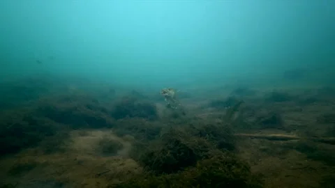 European pike looking at camera and yawning over sandy bottom.horizontal Stock Footage 344653195