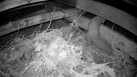 European pine marten at the composting site. Vídeo Stock 337580893