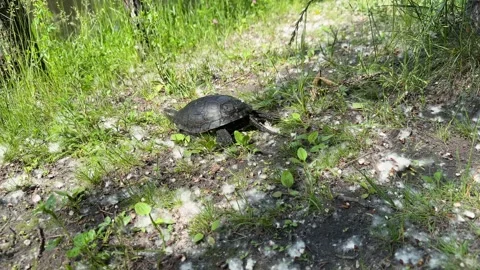European pond turtle crawling through green grass 库存影片 337317397