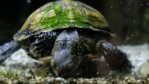 European pond turtle (E. orbicularis) Stock Footage 122632838