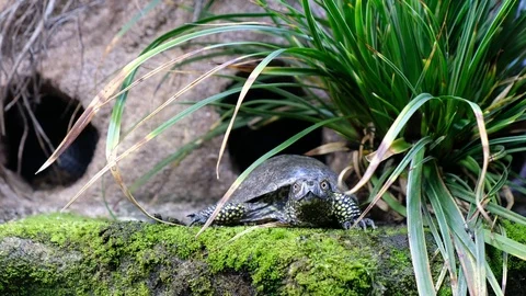 European pond turtle (E. orbicularis) resting on a log Stock Footage 122632875