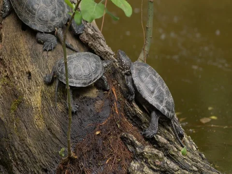 European pond turtle (Emys orbicularis) Stock-Footage 80908850