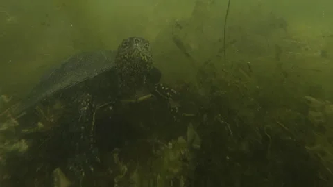 European pond turtle looking at camera underwater among green spirogyra algae in Stock Footage 341289607