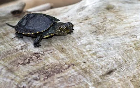European pond turtle Stock Photos