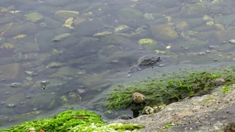 European pond turtle on rocks with algae. Green macroalgae such as sea lettuce ( Video stock 341693297