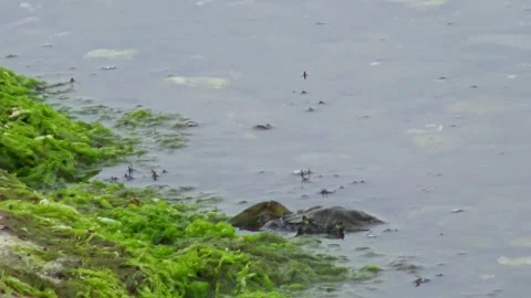 European pond turtle on rocks with algae. Green macroalgae such as sea lettuce ( Stockbeeldmateriaal 341693479