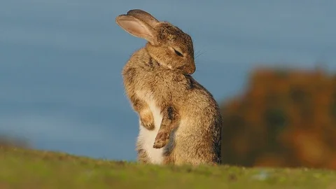 European rabbit, Oryctolagus cuniculus Stock Footage 115476591