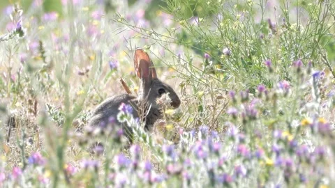 European rabbit, Oryctolagus cuniculus, Spain Видео 234364005