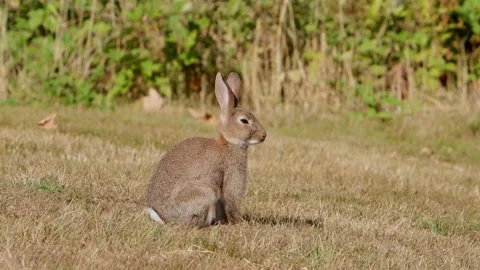 A European Rabbit, Oryctolagus cuniculus, standing, standing on dry brown grass 스톡 동영상 345110055