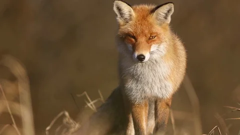 European red fox (Vulpes vulpes) close up Stock Footage