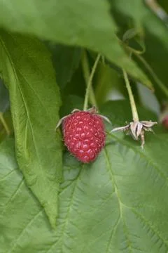 European red Raspberry Stock Photos