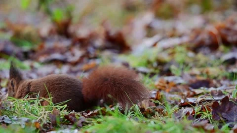 European red squirrel looking for a hazelnut on a forest meadow Stock Footage 202308347