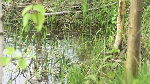 European roach spawning in shallow river water Stock Footage 284512983