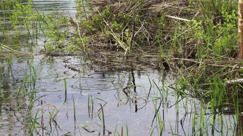 European roach spawning in shallow river water Stock Footage 284513002