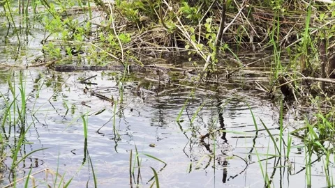 European roach spawning in shallow river water Stock Footage 284513980