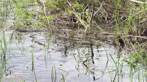 European roach spawning in shallow river water Stock Footage 284518305