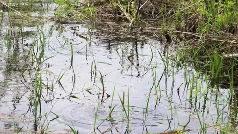 European roach spawning in shallow river water Stock Footage 284524387