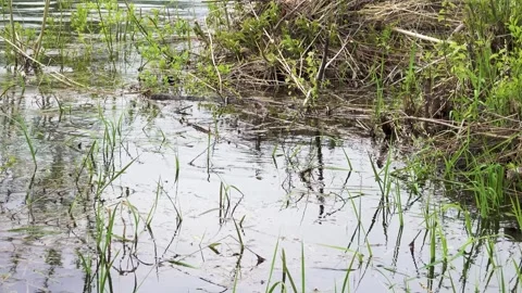 European roach spawning in shallow river water Stock Footage 284524852