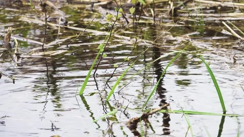 European roach spawning in shallow river water Stock Footage 284526576
