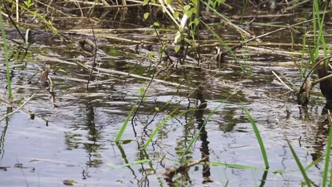 European roach spawning in shallow river water Stock Footage 284527330