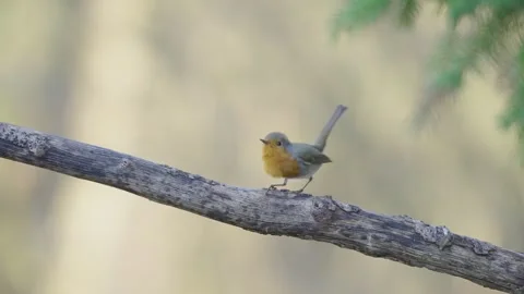 European robin bird displaying in spring forest Stock Footage 344278340