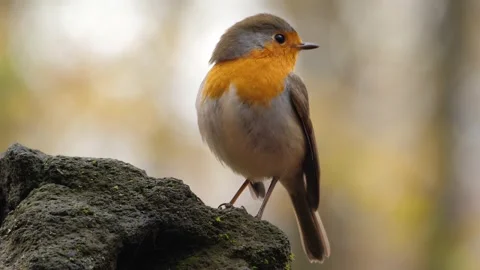 European robin bird Stock Footage 154299541
