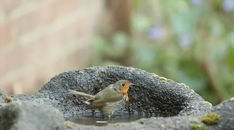 European Robin (Erithacus rubecula) bathing Stock Footage 60765192
